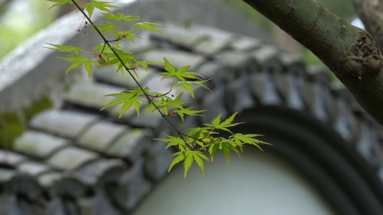 春天 绿色枫叶随风舞动视频素材