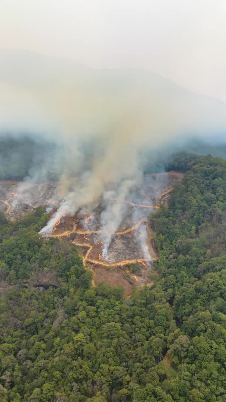 福建山区烧山除虫平流雾延迟视频素材