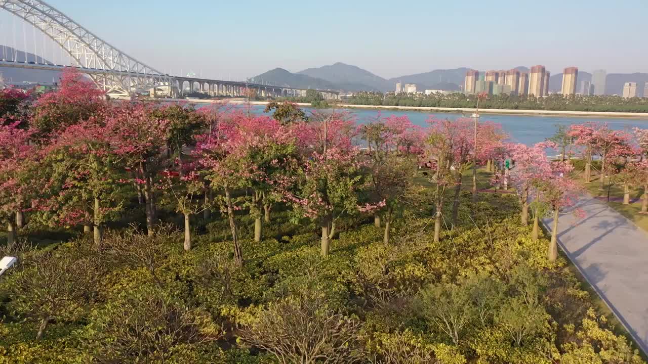 航拍空中鸟瞰春天公园开满异木棉花视频素材