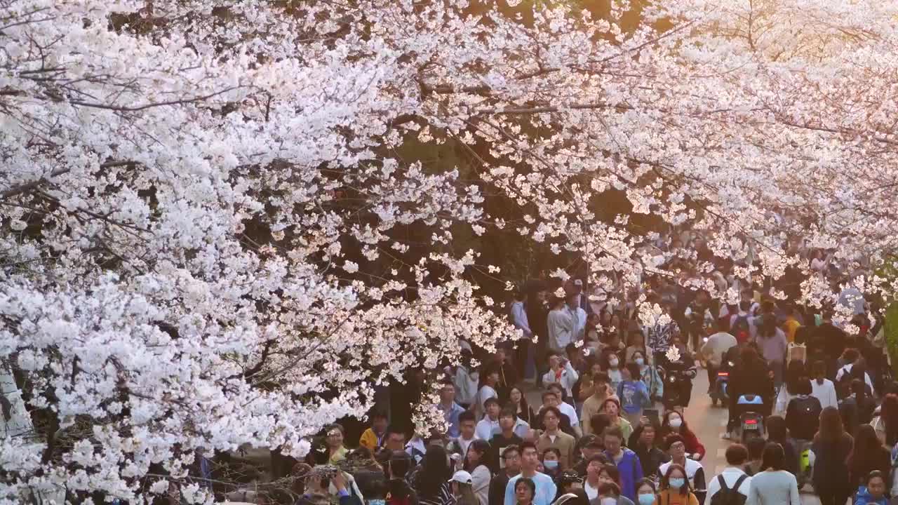 春天樱花季武汉大学樱花大道赏花游客视频素材