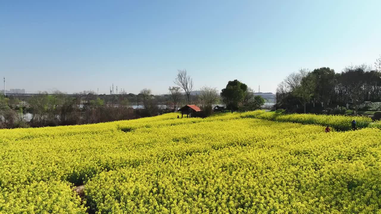 航拍武汉春天东湖油菜花田园风光视频素材