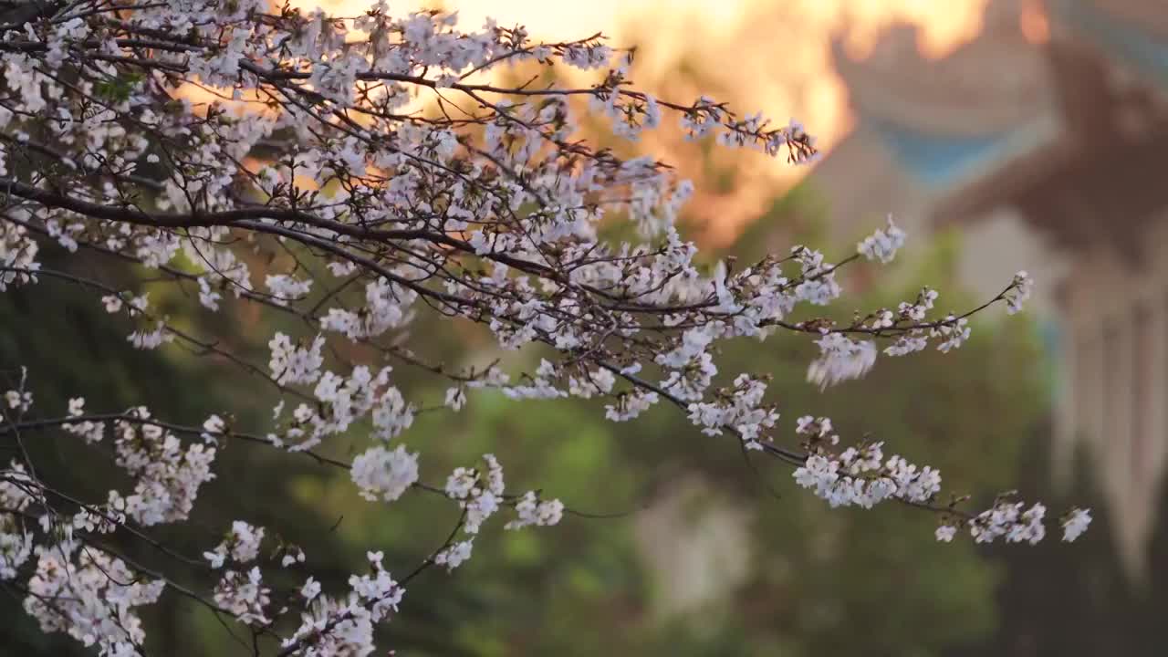 春天花季武汉大学校园盛开樱花视频素材