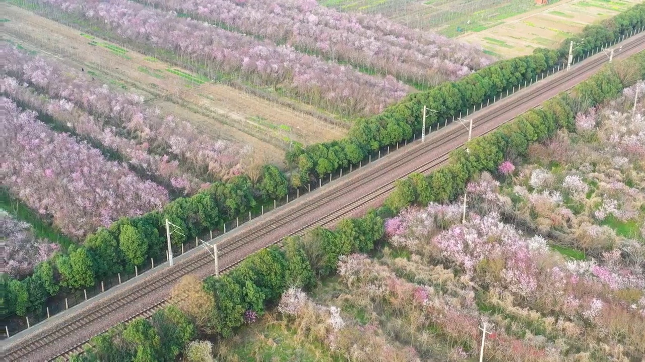 穿过鲜花的陇海铁路货运专列视频下载