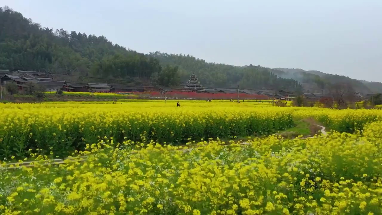 航拍春天农村油菜花盛开美丽景象视频素材