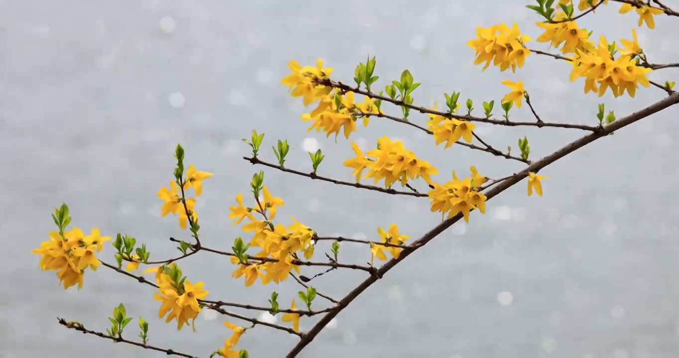 水边的连翘花视频素材