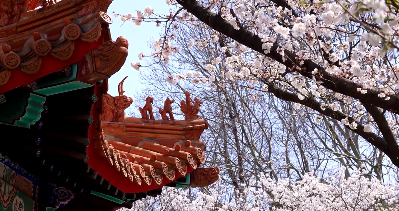 风中樱花掩古建视频素材