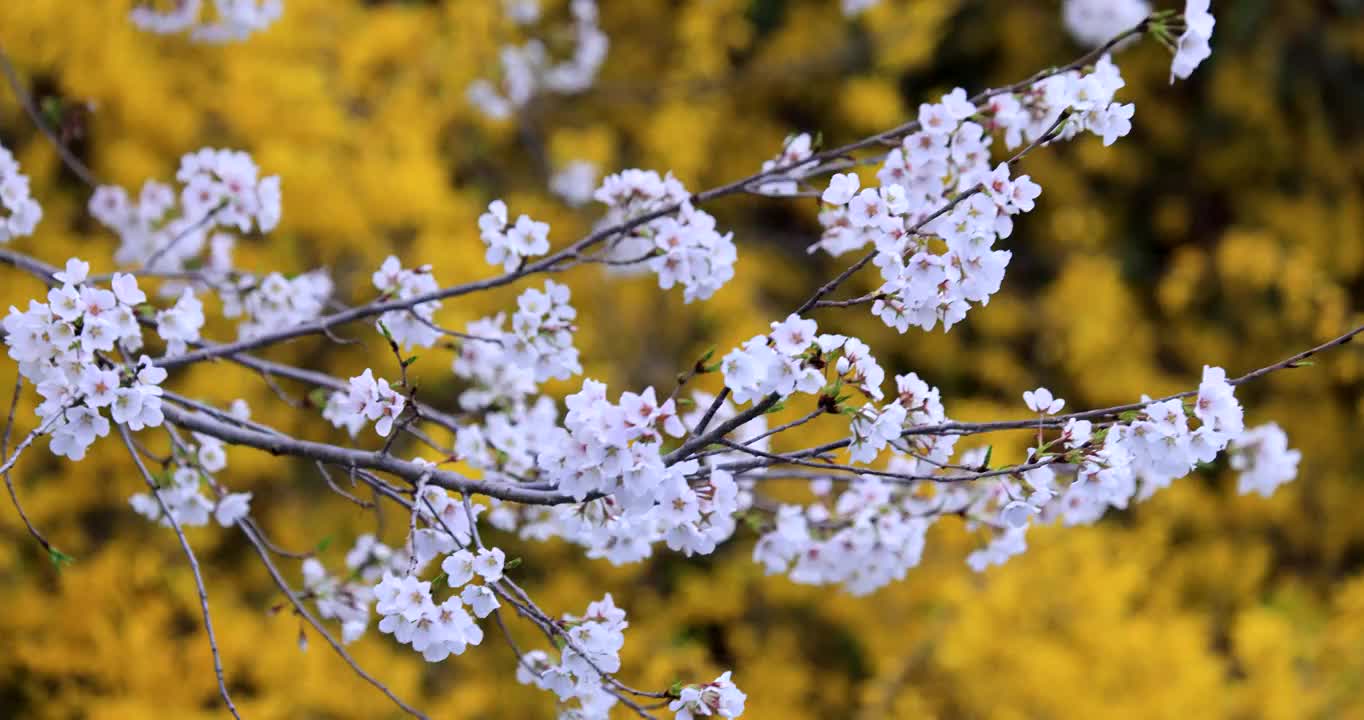 白色的早樱花视频素材