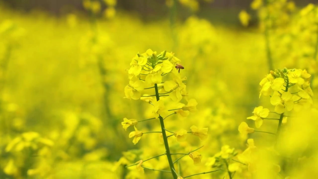 油菜花视频素材