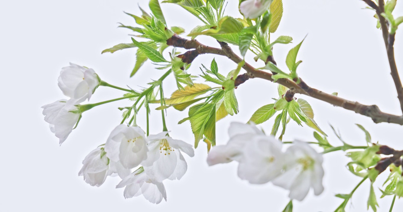 春天的季节里蜜蜂趴在盛开的樱花上采蜜视频素材