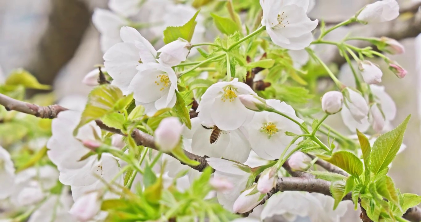 春天的季节里蜜蜂趴在盛开的樱花上采蜜视频素材