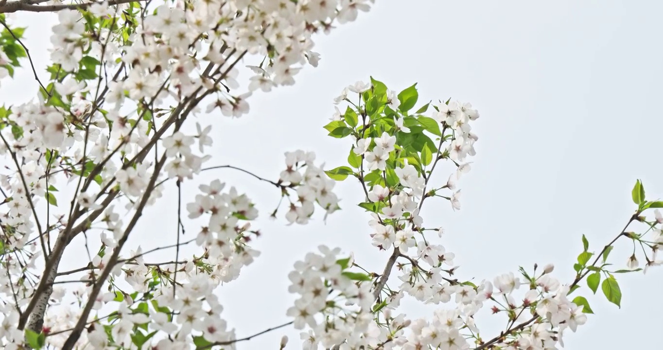 春天的季节里蜜蜂趴在盛开的樱花上采蜜视频素材