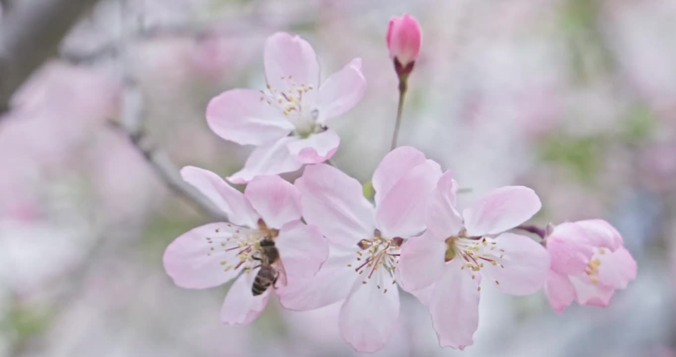 春天的季节里蜜蜂趴在盛开的樱花上采蜜视频素材