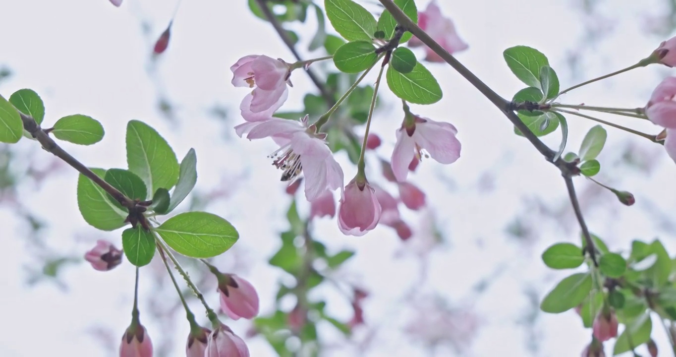 春天的季节里蜜蜂趴在盛开的樱花上采蜜视频素材