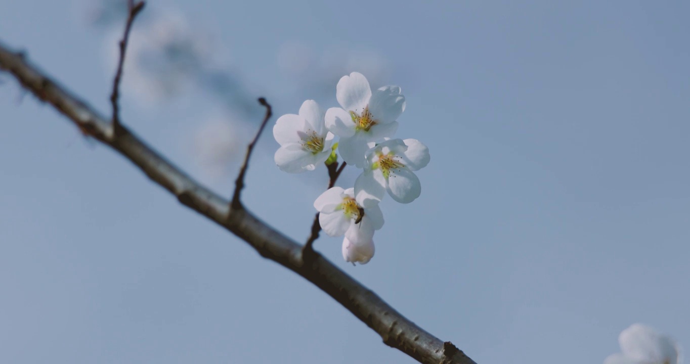 春天的季节里蜜蜂趴在盛开的樱花上采蜜视频素材