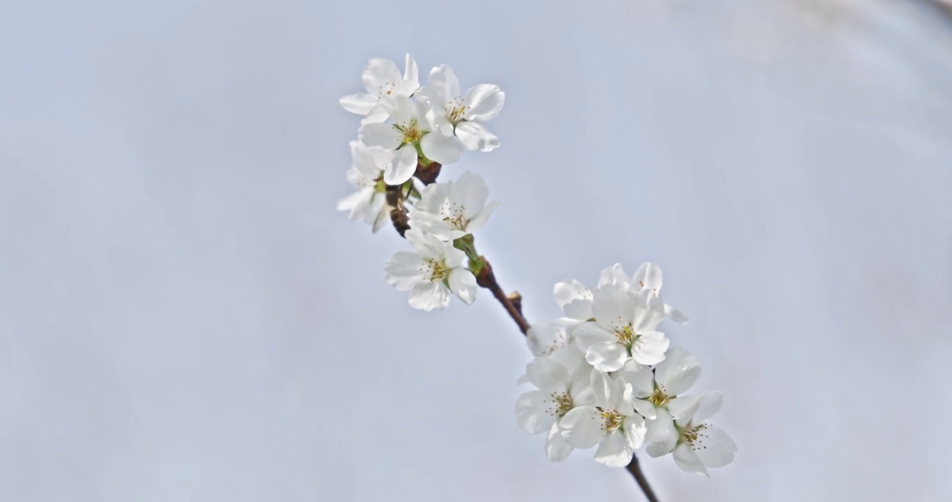 春天的季节里蜜蜂趴在盛开的樱花上采蜜视频素材