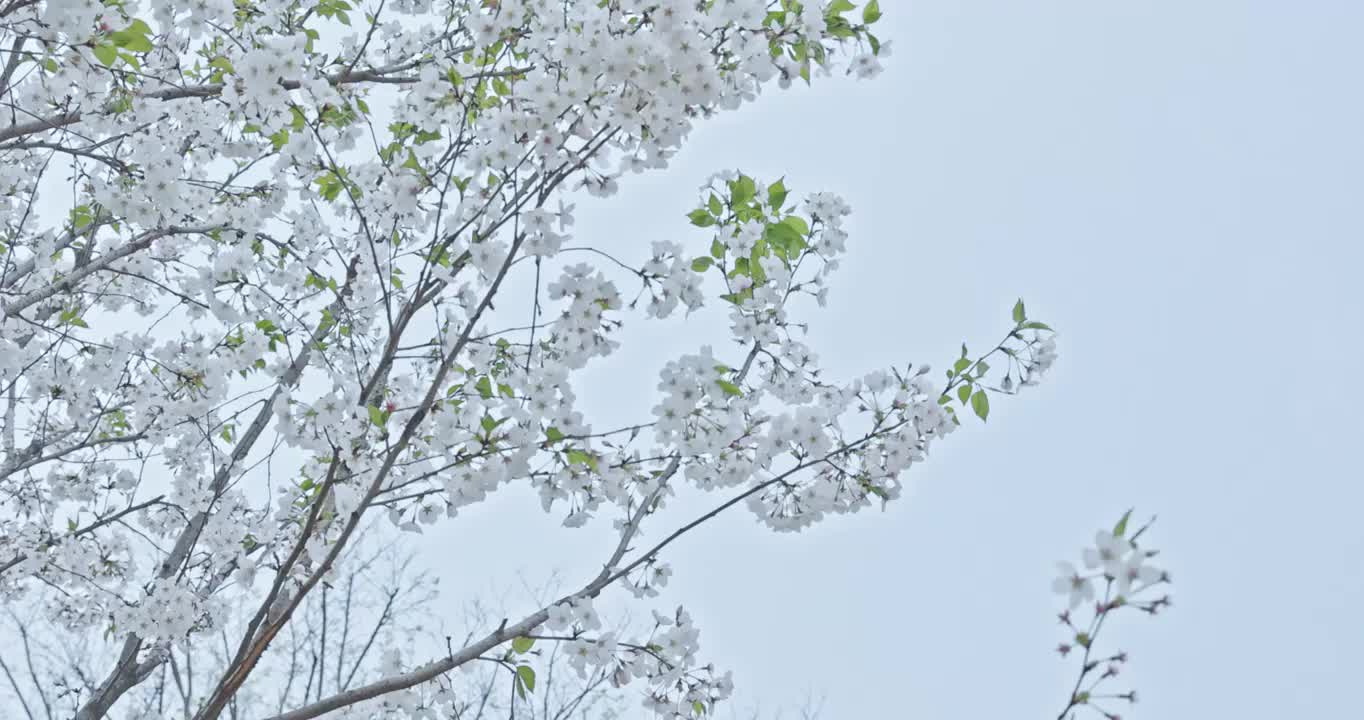 春天的季节里蜜蜂趴在盛开的樱花上采蜜视频素材