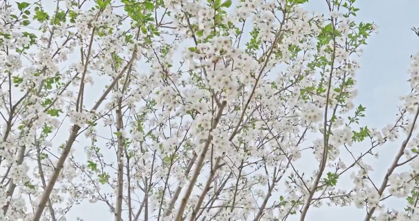 白色的樱花在晴朗的天空背景视频素材