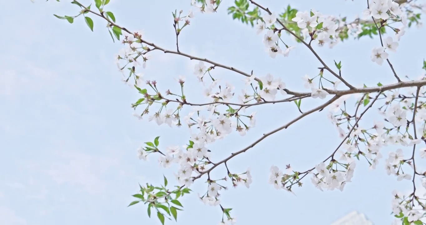 白色的樱花在晴朗的天空背景视频素材