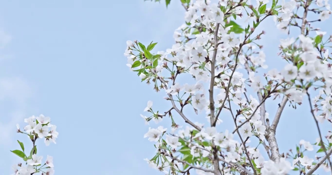 白色的樱花在晴朗的天空背景视频素材