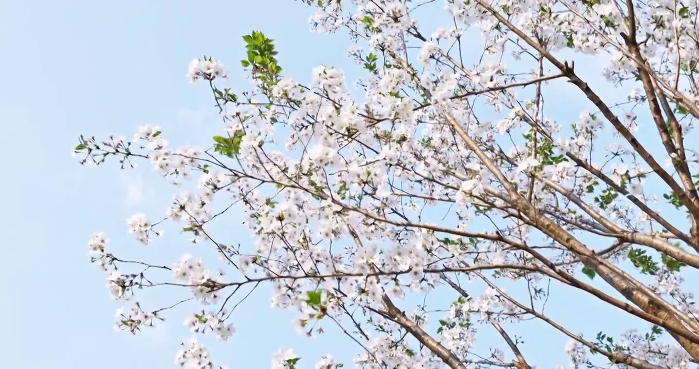 白色的樱花在晴朗的天空背景视频素材