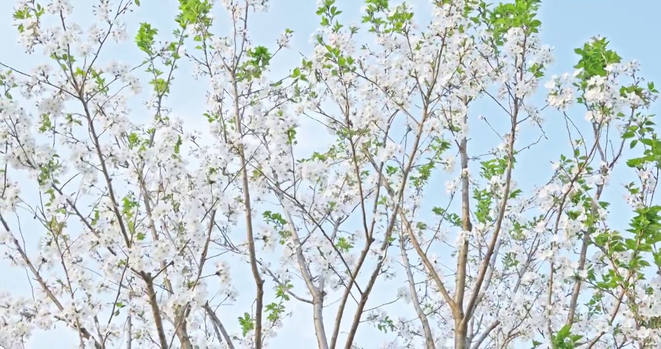 白色的樱花在晴朗的天空背景视频素材