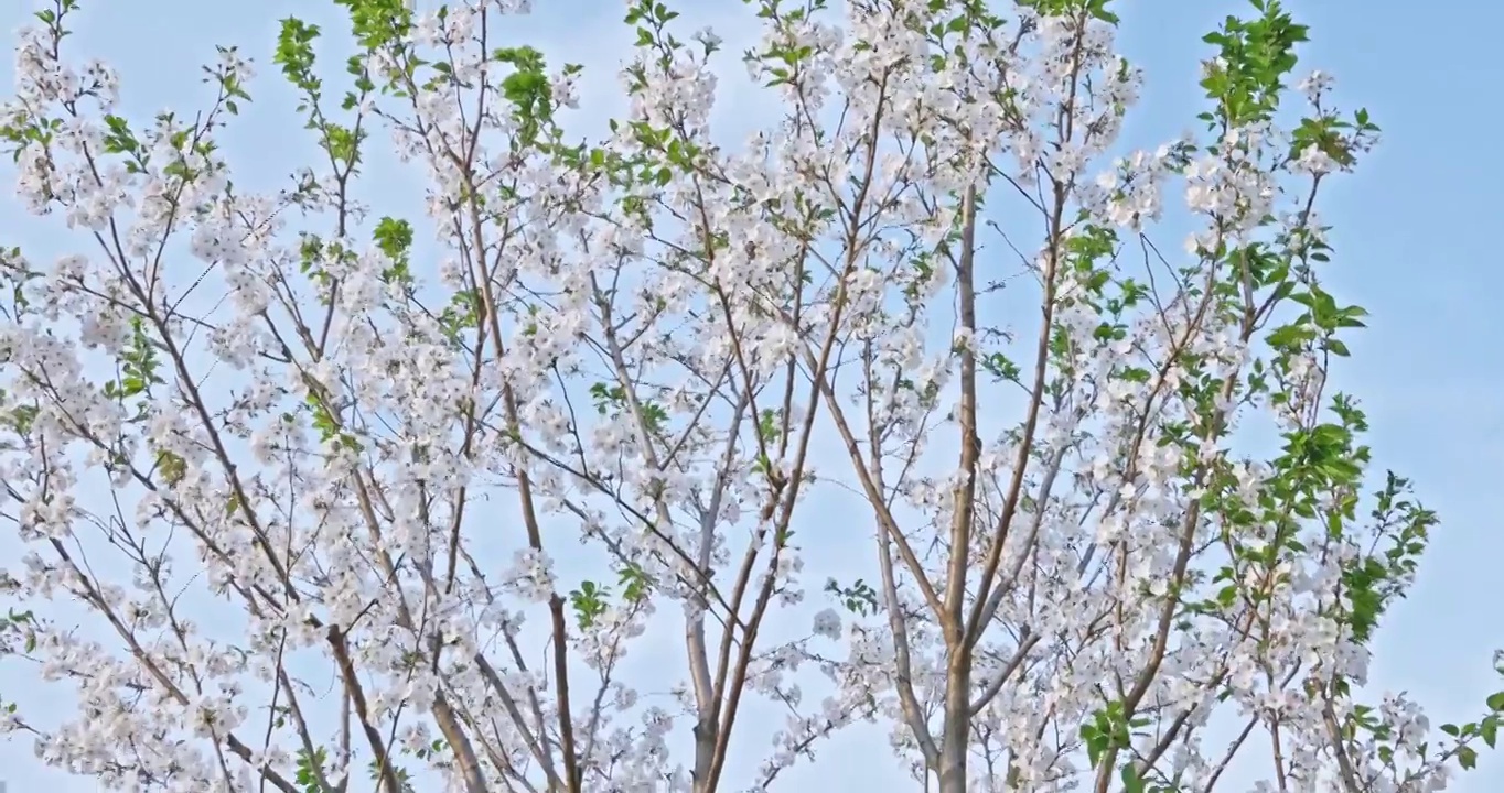 白色的樱花在晴朗的天空背景视频素材