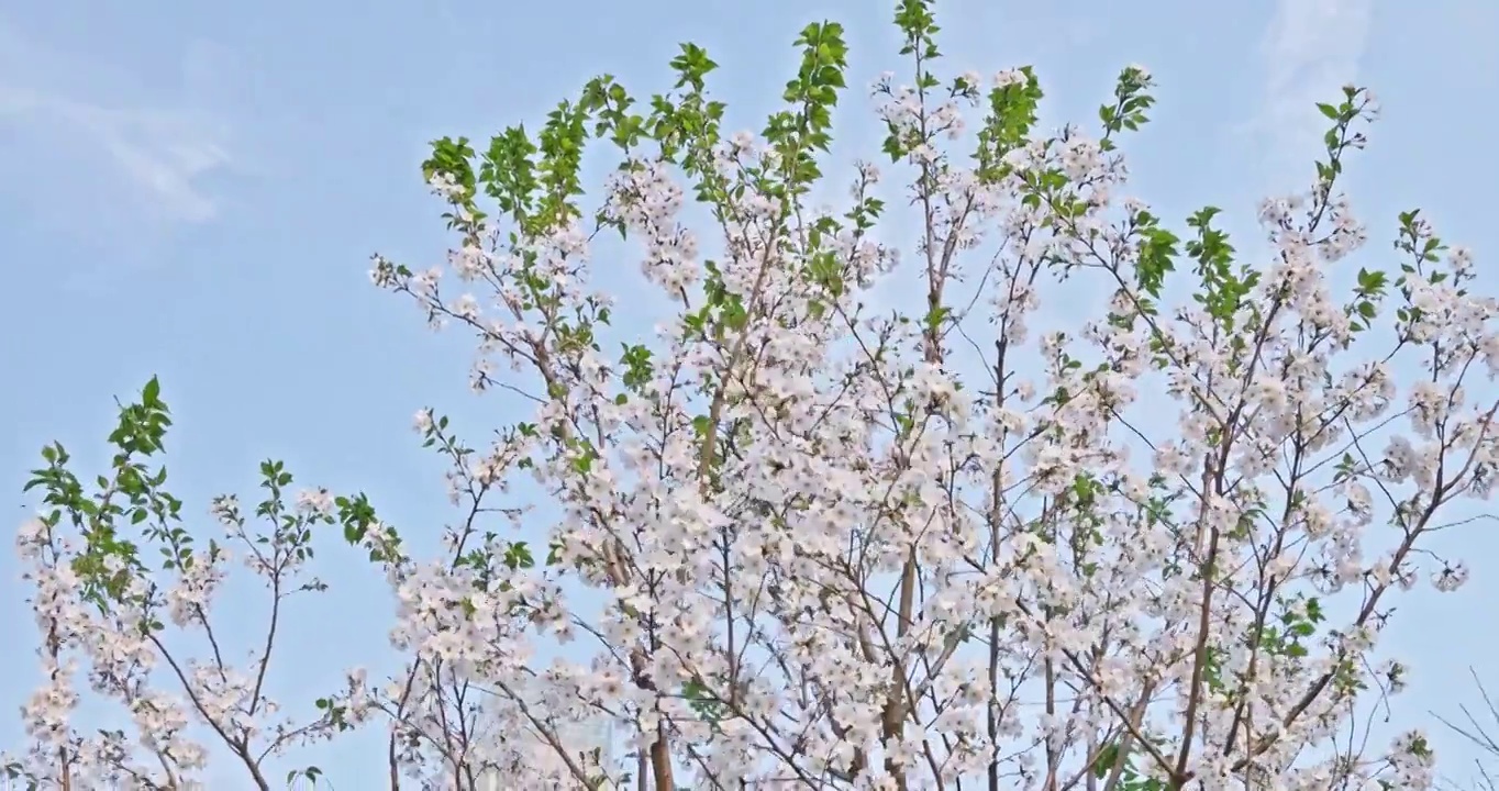 白色的樱花在晴朗的天空背景视频素材