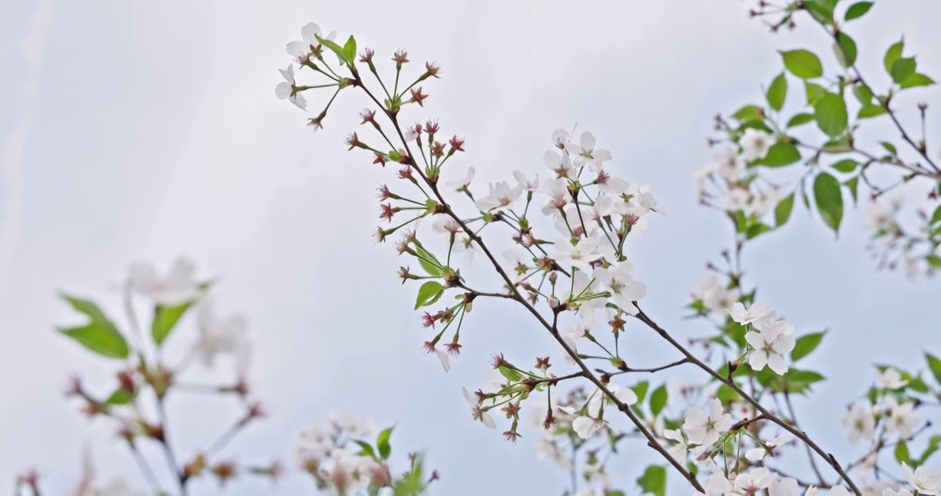 白色的樱花在晴朗的天空背景视频素材