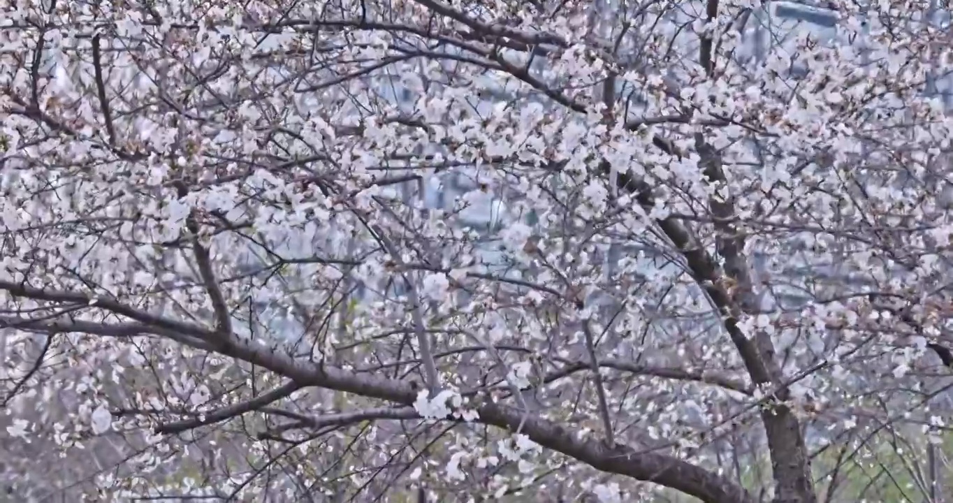 白色的樱花在晴朗的天空背景视频素材