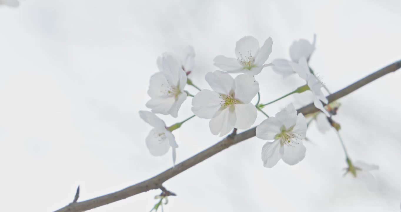 武汉西北湖春季樱花特写视频素材