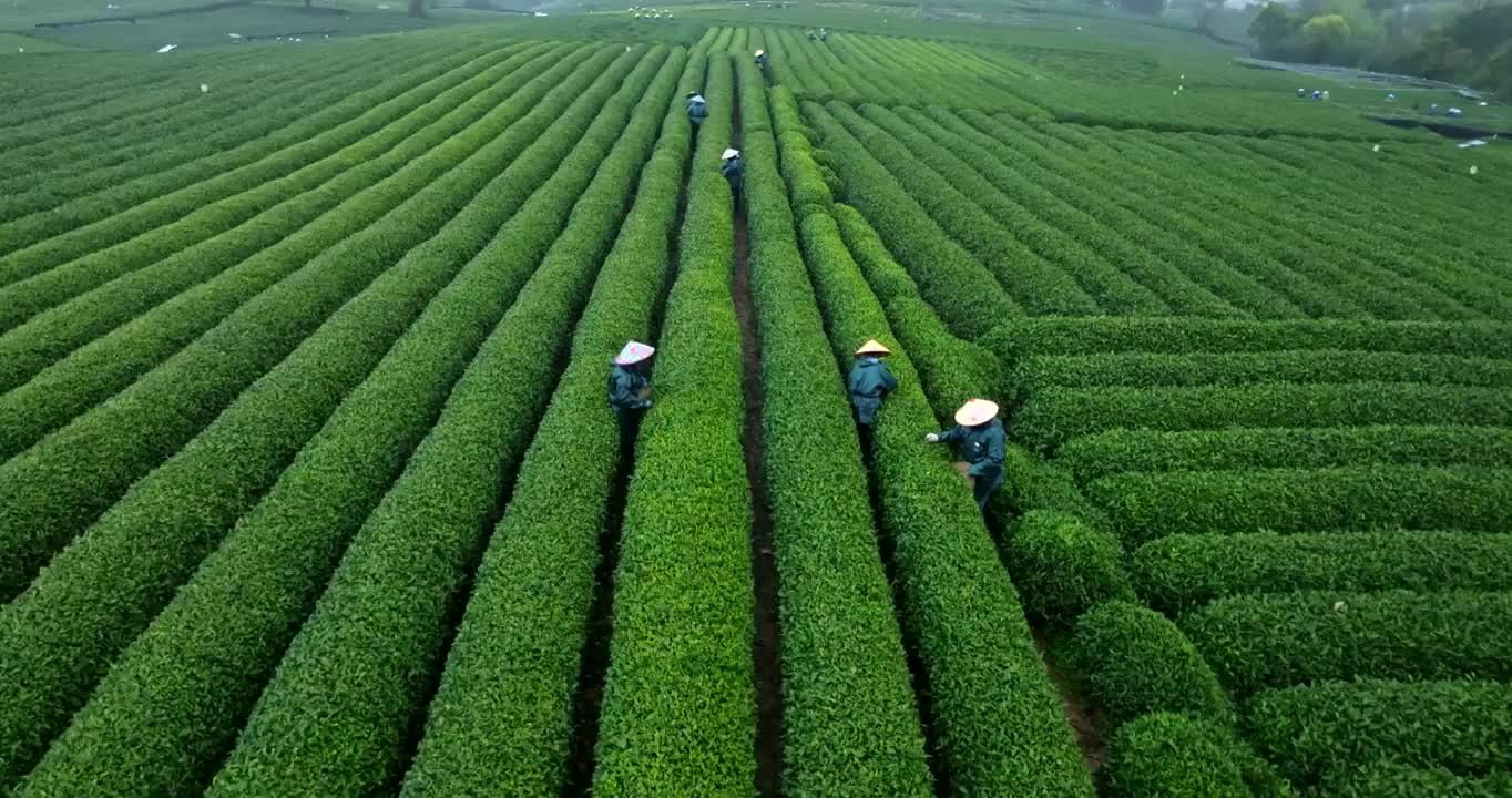 茶山采茶视频素材