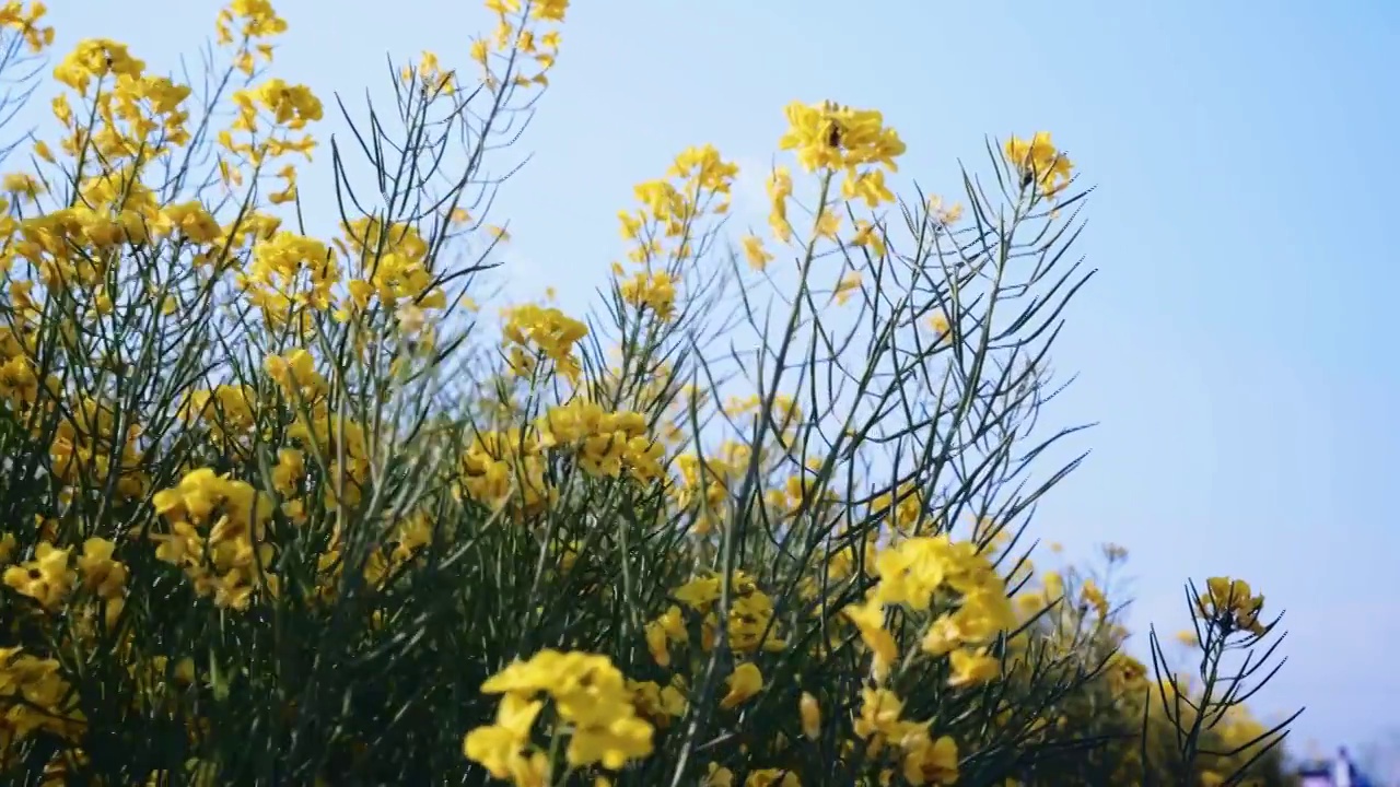 春天阳光下盛开的油菜花视频素材