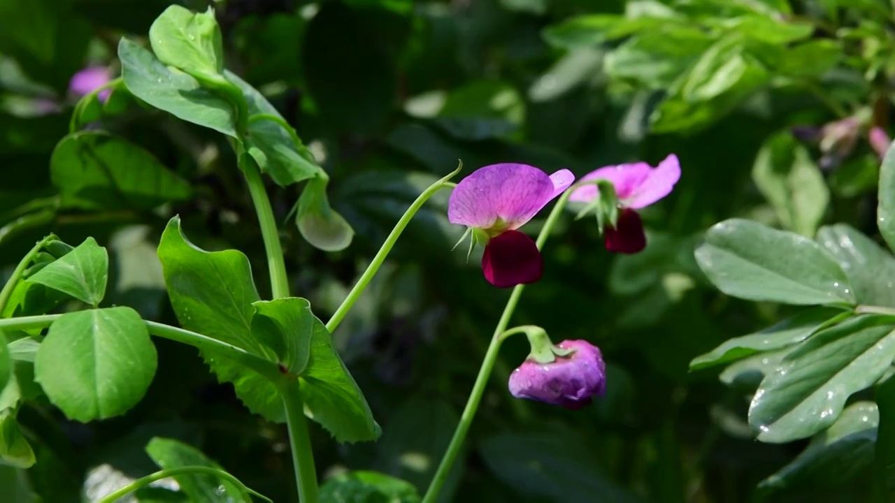 豌豆花固定拍摄视频素材