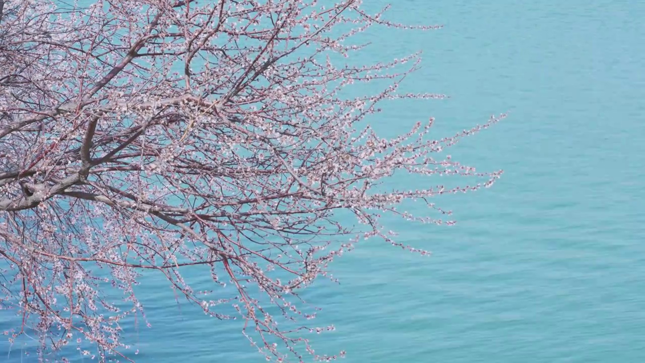 北京颐和园西提盛开的桃花和湖水视频素材