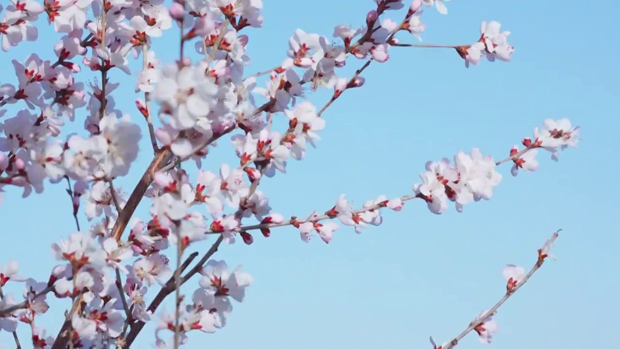 春天盛开的山桃花，北京颐和园视频素材