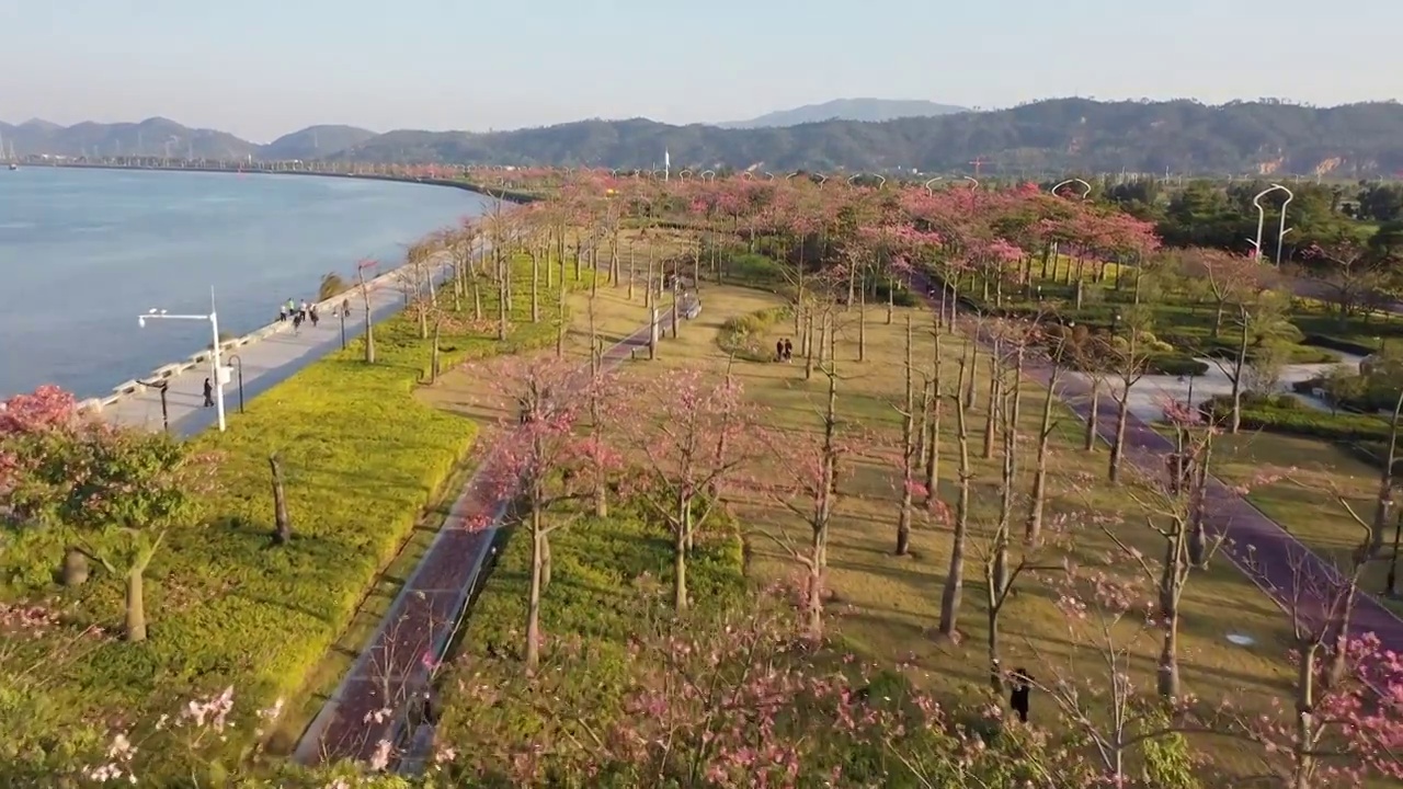 航拍空中鸟瞰春天公园开满异木棉花视频素材