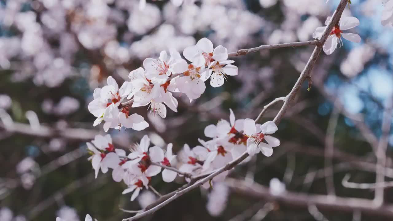 颐和园盛开的山桃花视频素材