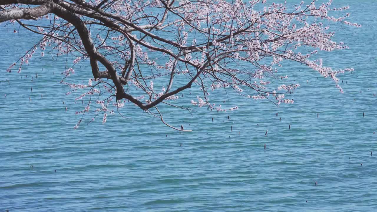 北京颐和园西提两岸盛开的桃花视频素材