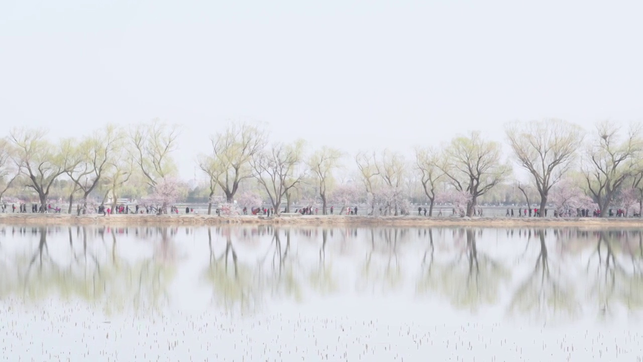 北京颐和园西堤桃花盛开全景视频素材