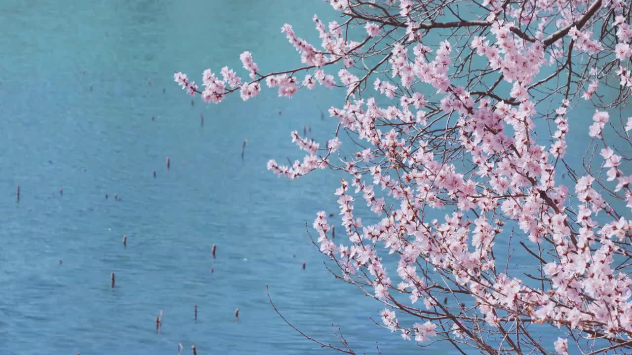 春日的颐和园，西提两岸开满了桃花视频素材