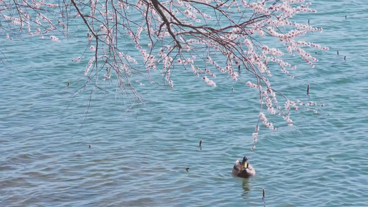 北京颐和园西提盛开的桃花和野鸭视频素材