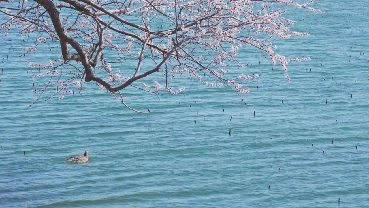 颐和园西提盛开的桃花和野鸭视频素材