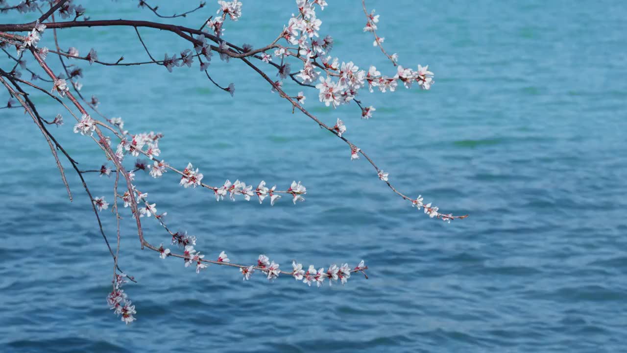 春日的颐和园，湖水映衬下的西提桃花视频素材