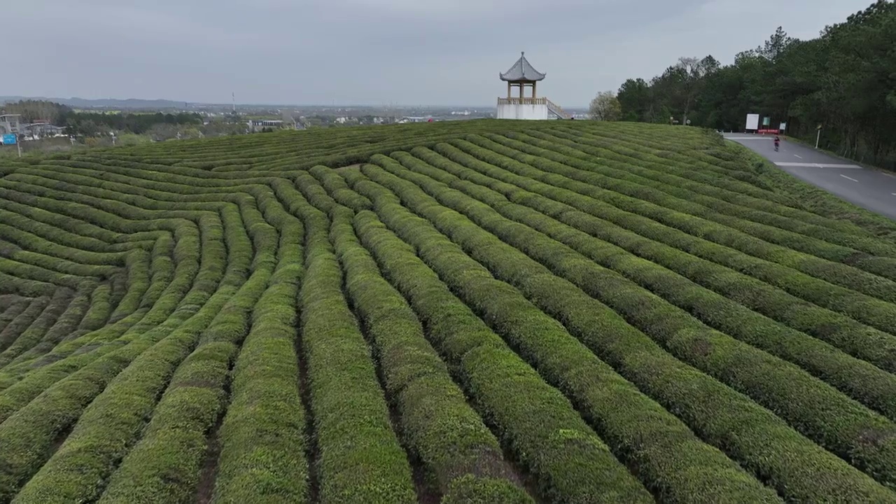 春季的茶园视频素材