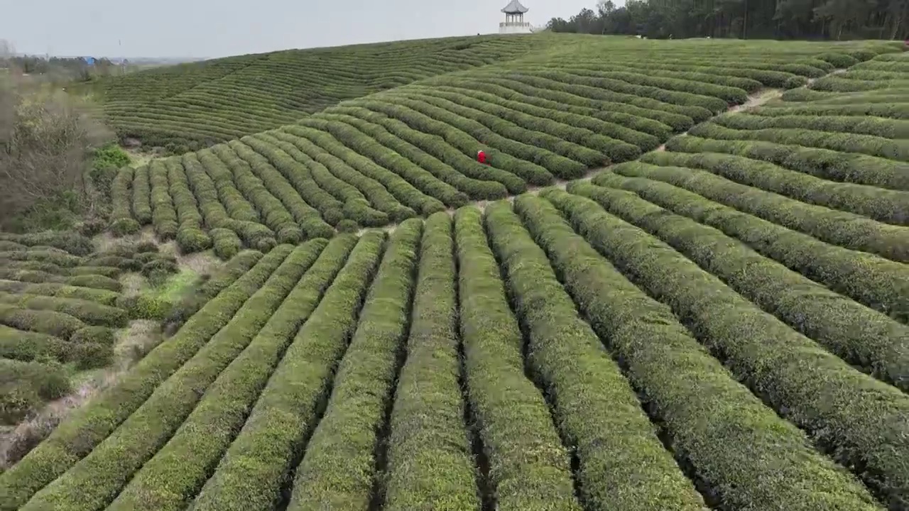 春季的茶园视频素材