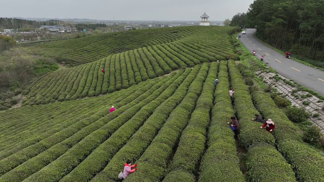 春季的茶园视频素材