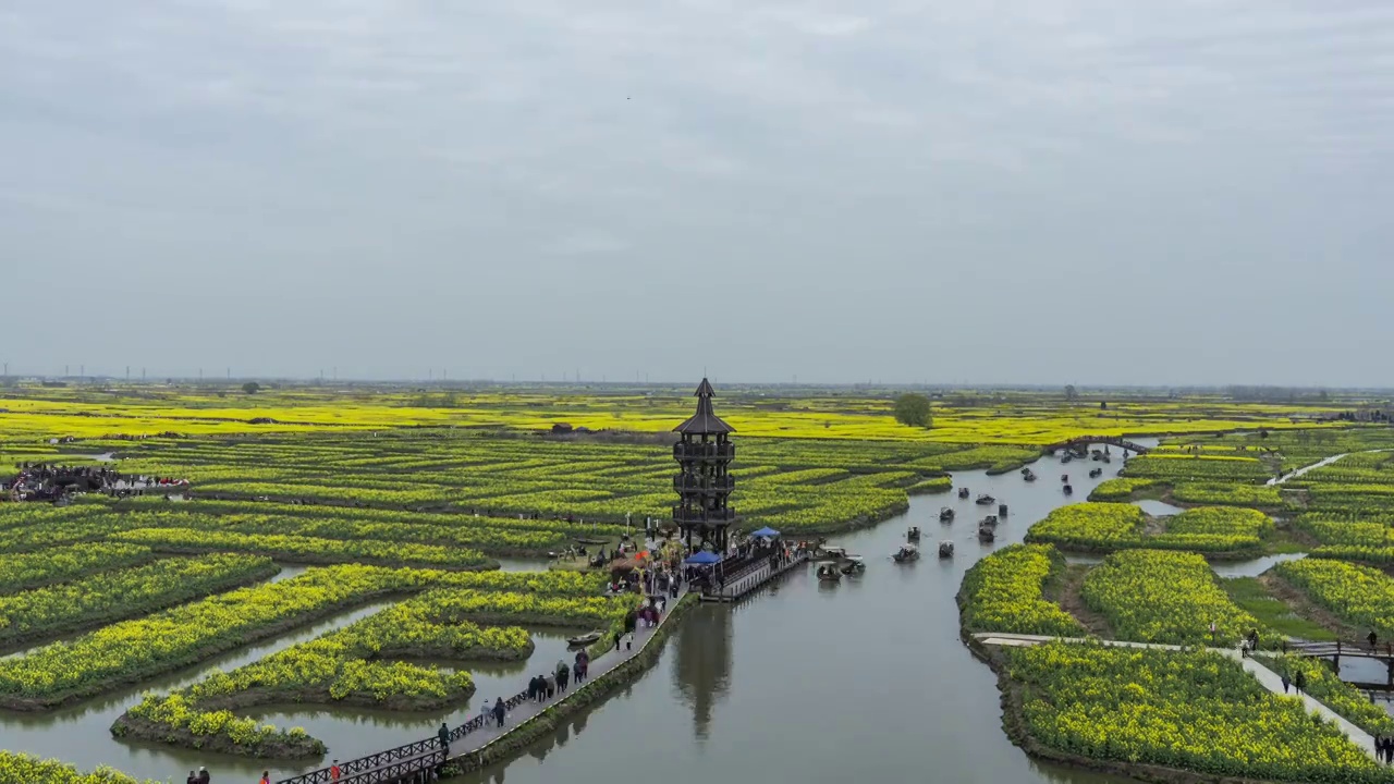 油菜花海人群视频素材