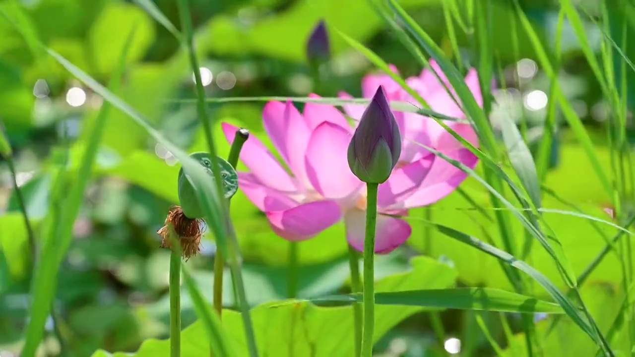 夏天盛开绽放的荷花睡莲视频素材