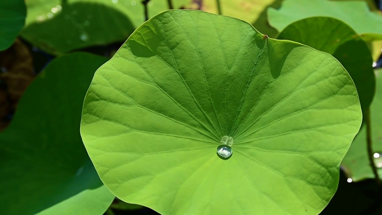 夏天盛开绽放的荷花睡莲视频素材