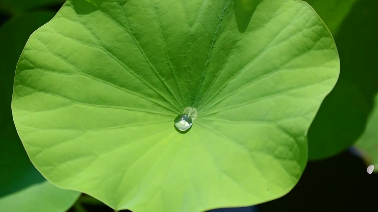 夏天盛开绽放的荷花睡莲视频素材